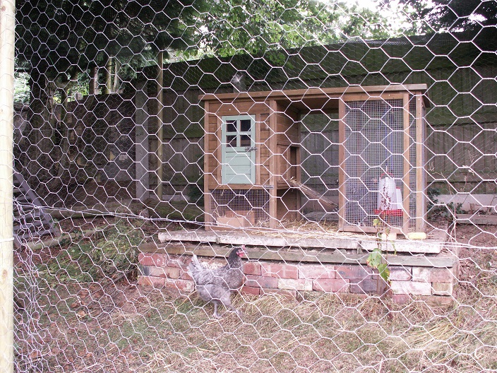 How Long Does it Take to Build a Chicken Coop?